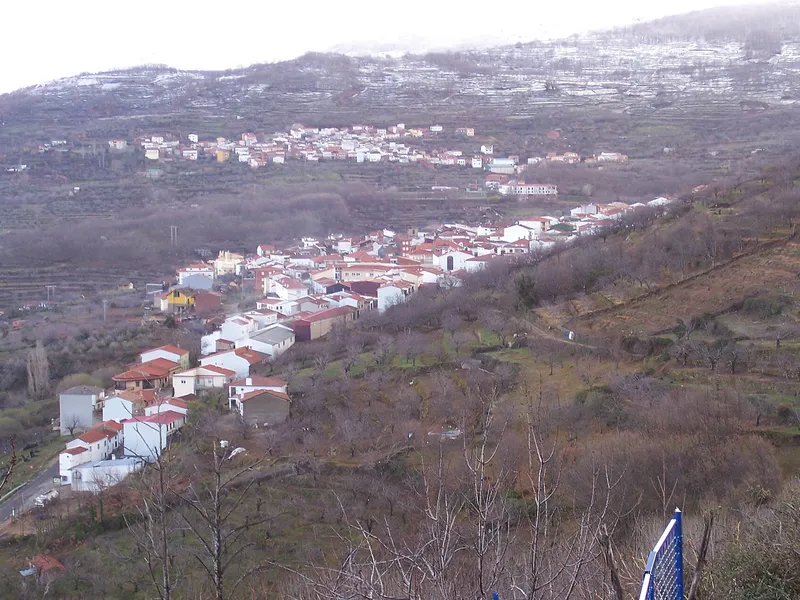 Bosque de castaños en otoño en Casas del Castañar, Valle del Jerte, durante la Otoñada
