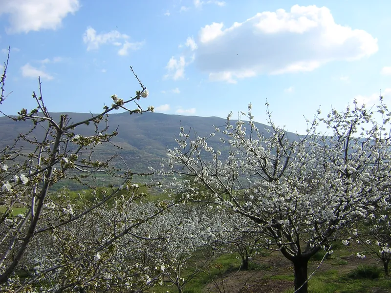 Cerezos en flor en el Valle del Jerte durante la temporada de Cerezo en Flor