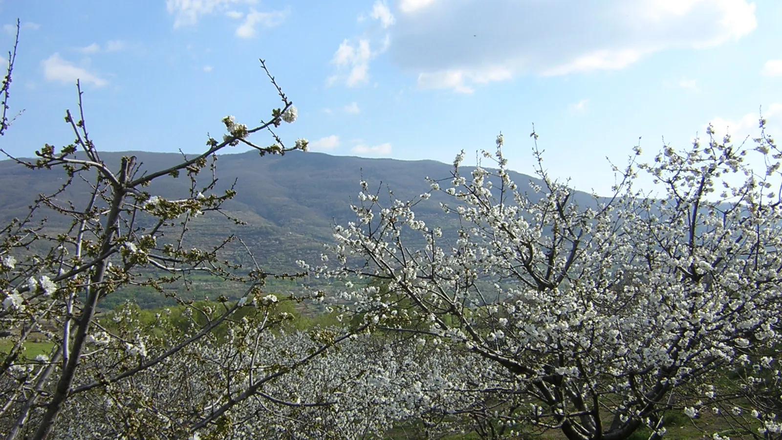 Cerezos en flor, uno de los grandes temas del blog del Valle del Jerte