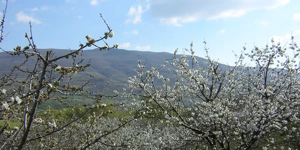 Laderas cubiertas de cerezos en flor en el Valle del Jerte