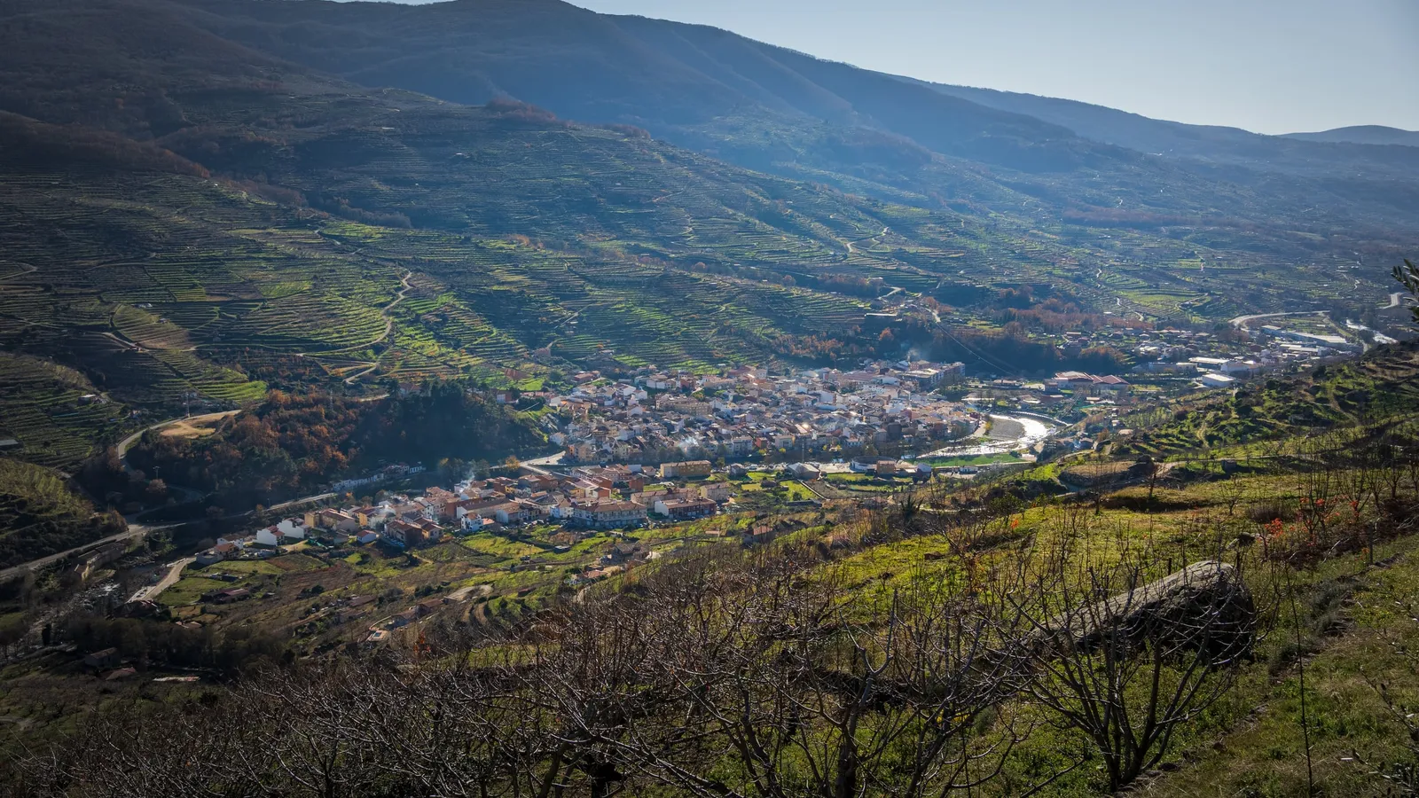 Cerezales en flor en Navaconcejo, el corazón cerecero del Valle del Jerte